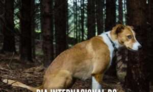 GNR – Dia Internacional do Animal Abandonado